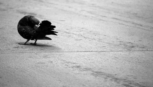 Şehir güvercini — Stok fotoğraf