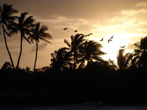 stock image FLOCK OF BIRDS