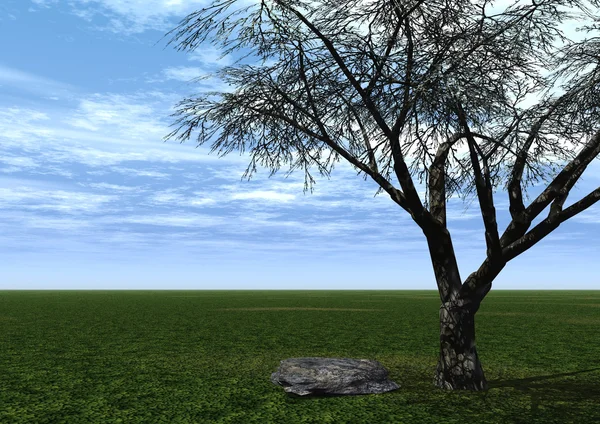 Drzewo i kamienia — Zdjęcie stockowe