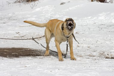 saldırgan köpek