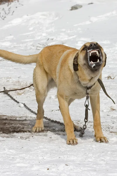 Grande forte cão agressivo . — Fotografia de Stock