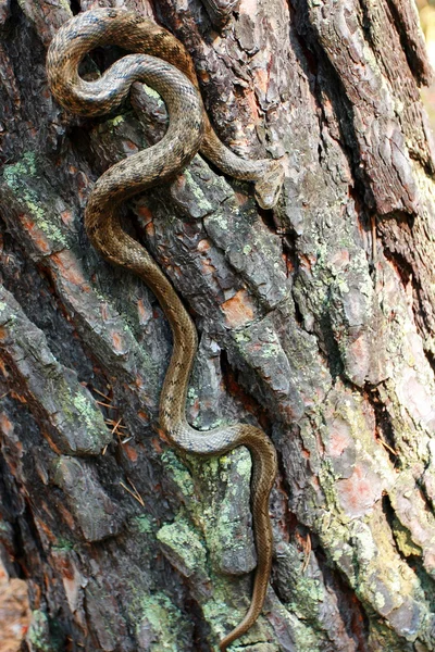 Serpente su TREE — Foto Stock