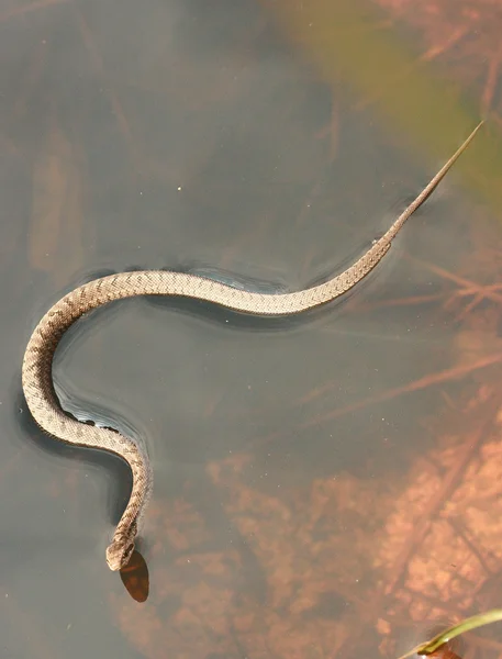 Su yılan — Stok fotoğraf