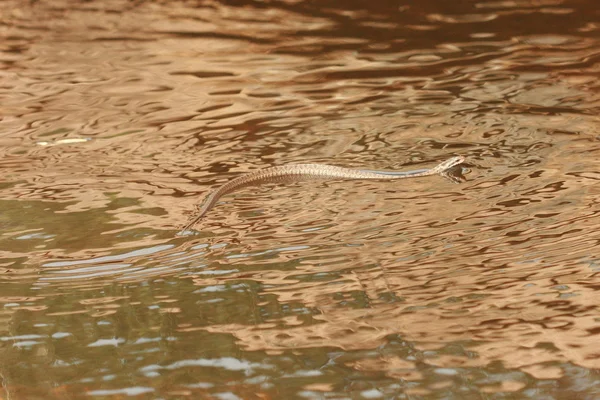 Su yılan — Stok fotoğraf