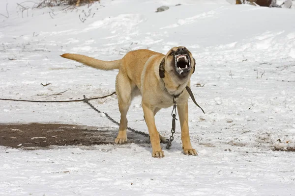 적극적인 개 — 스톡 사진