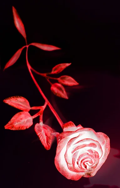 Rosa roja sobre negro — Foto de Stock