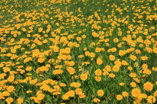 stock image Beautiful yellow flower field background