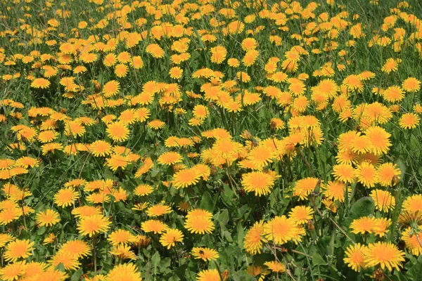 stock image Beautiful yellow flower field background