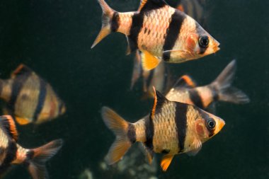 Aquarium fish capoeta tetrazona in group clipart