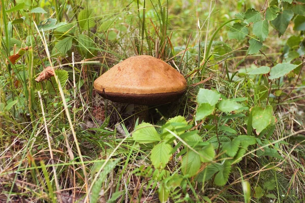 Belo cogumelo na floresta — Fotografia de Stock