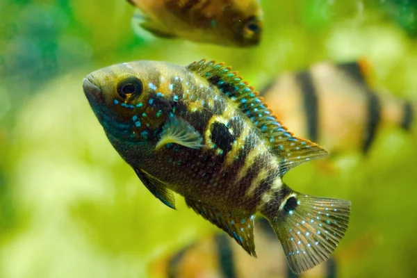 Akvarium fiskar cichlasoma och barbus — Stockfoto