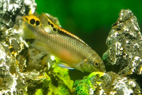 Aquário peixe cichlasoma cichlidae — Fotografia de Stock