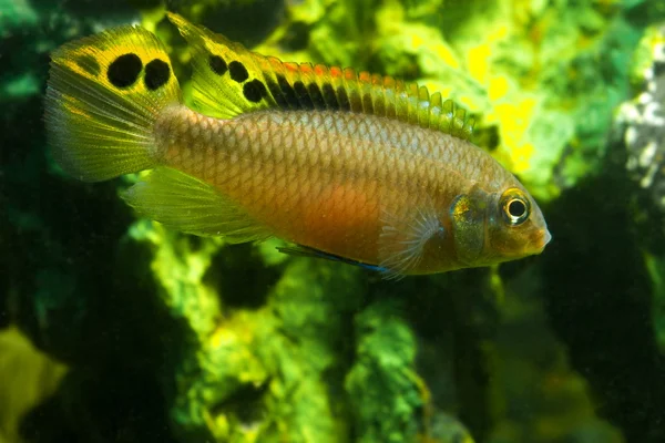 Akvarium fiskar pelvicachromis — Stockfoto