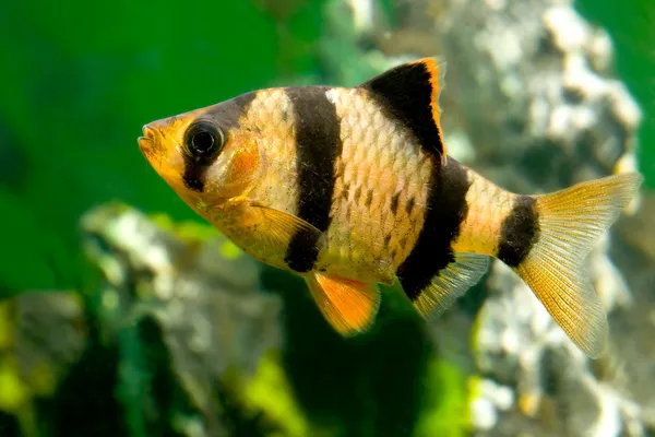Aquarium fish capoeta tetrazona — стоковое фото