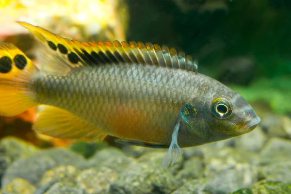 Aquarium fish pelvicachromis — Stock Photo, Image