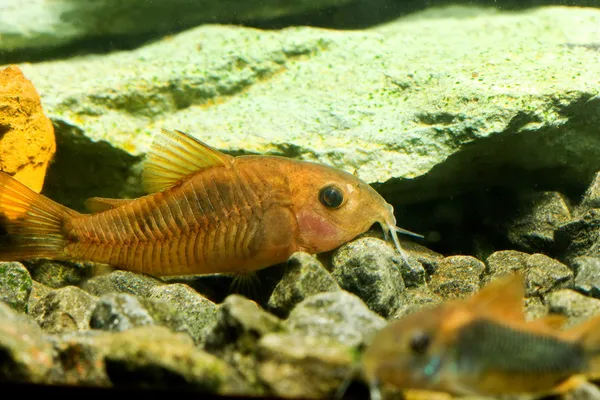 Akvarium fiskar coridoras — Stockfoto