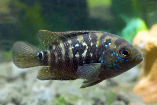 Aquarium fish cichlasoma cichlidae — Stock Photo, Image