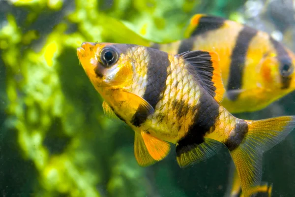 Aquarium fish capoeta tetrazona in group — Stock Photo, Image