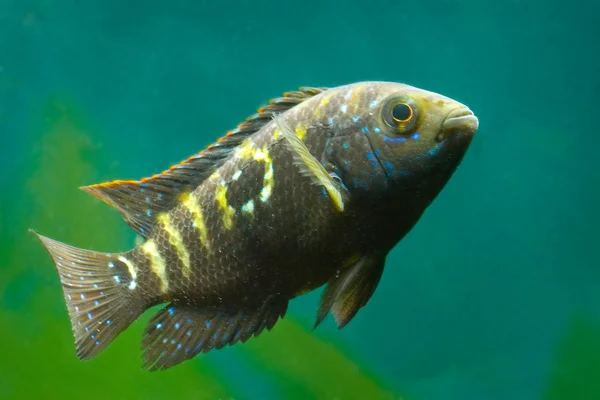 Akvarijní ryby cichlasoma cichlidae — Stock fotografie