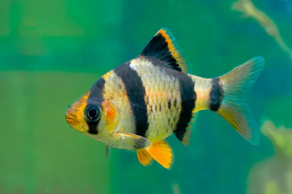 Aquarium fish capoeta tetrazona — стоковое фото