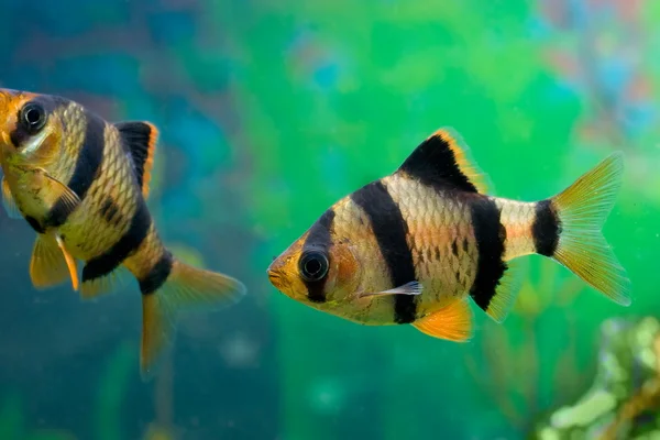 Akvarium fiskar capoeta tetrazona i grupp — Stockfoto