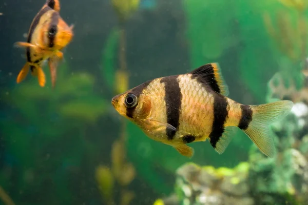 Aquarium fish capoeta tetrazona — Stock Photo, Image