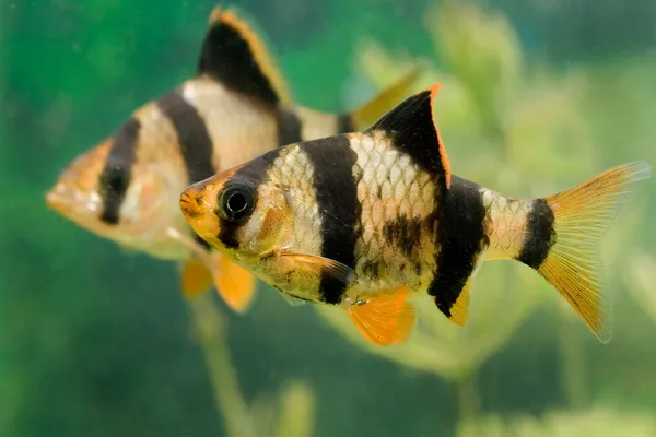 Aquarium vissen capoeta tetrazona in groep — Stockfoto