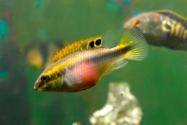 Akvarium fiskar pelvicachromis — Stockfoto
