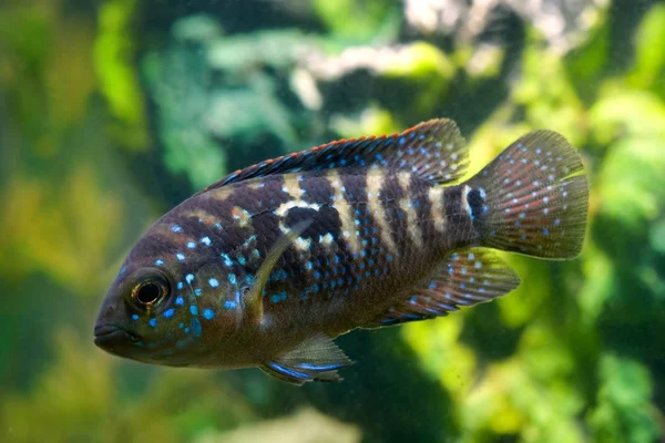 Aquário peixe cichlasoma cichlidae — Fotografia de Stock