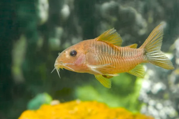 Akvarium fiskar coridoras — Stockfoto