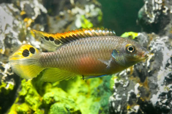 Ενυδρείων ψαριών pelvicachromis — Φωτογραφία Αρχείου