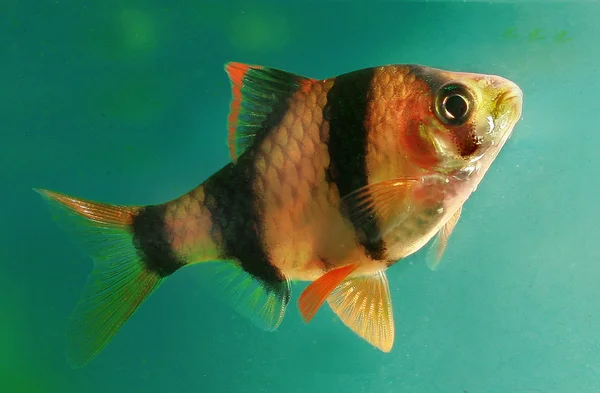 Akvarium fiskar capoeta tetrazona — Stockfoto