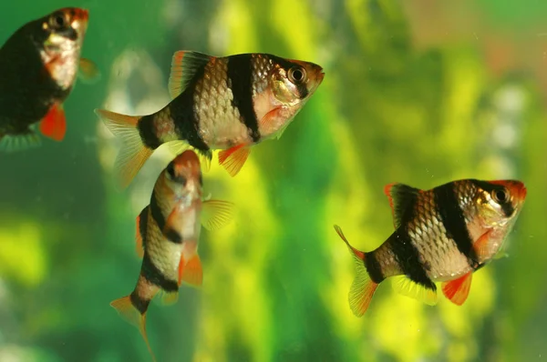 Akvarijní ryby capoeta tetrazona ve skupině — Stock fotografie