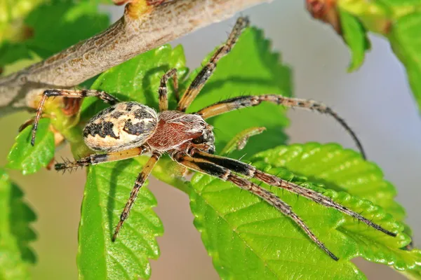 stock image BIG SPIDER