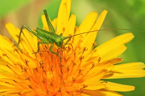Little green grasshopper — Stock Photo, Image