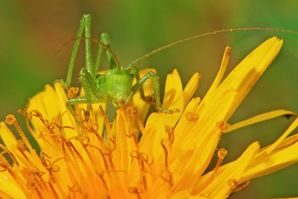 Liten grønn gresshoppe – stockfoto