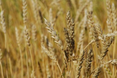 Altın buğday tarlası