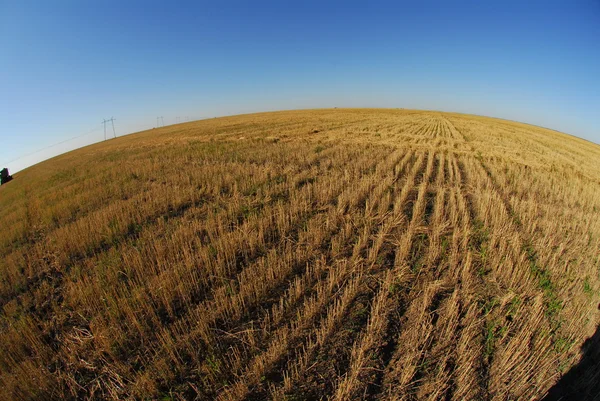 Câmp de grâu auriu — Fotografie, imagine de stoc