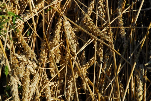 Campo de trigo dorado — Foto de Stock