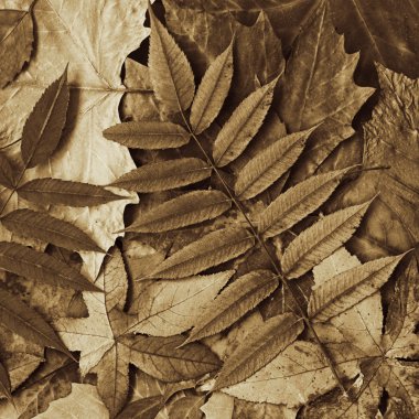 Leafs sepia clipart