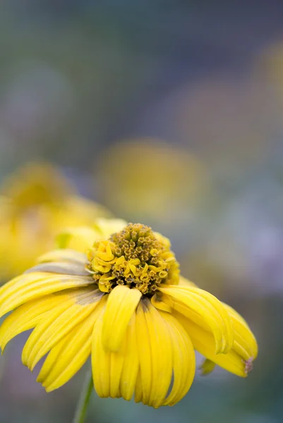 stock image Autumn flowers