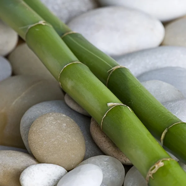 Bambú verde — Foto de Stock