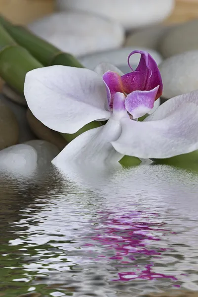 Orchid και μπαμπού — Φωτογραφία Αρχείου