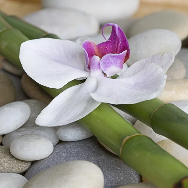 Orquídea e bambu — Fotografia de Stock