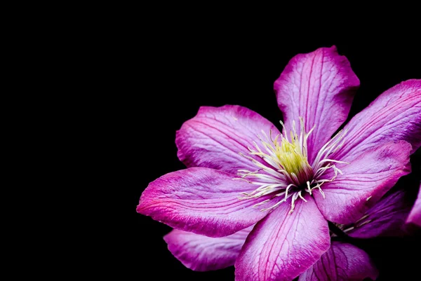 Clematis púrpura — Foto de Stock