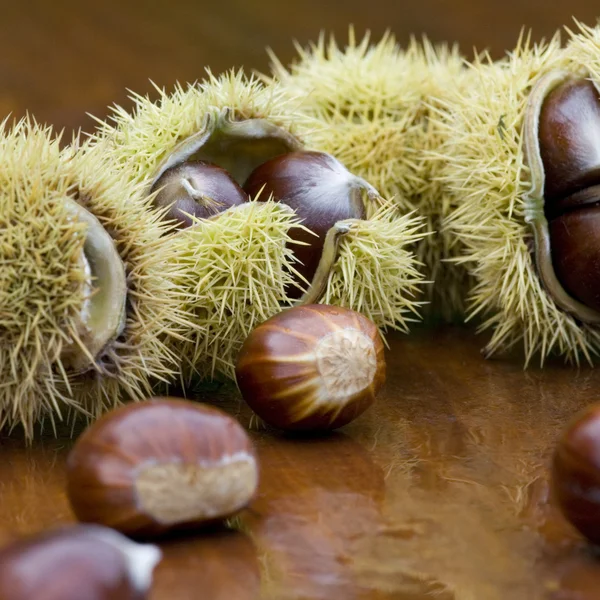 Chestnut still life — Stock Photo, Image