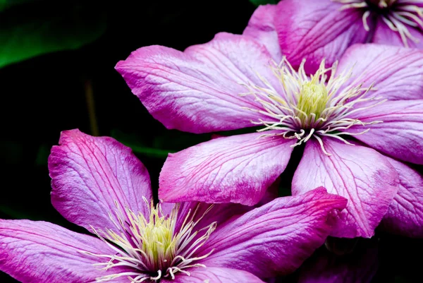 紫のクレマチス — ストック写真