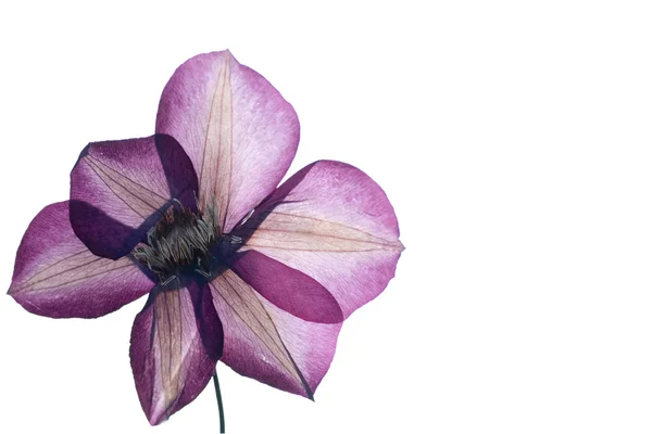 Tryckte clematis blomma — Stockfoto