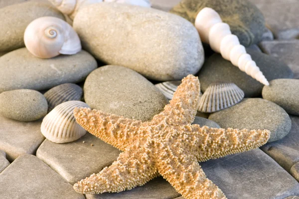 Deniz yıldızı ve kabukları — Stok fotoğraf