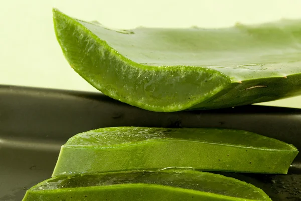 stock image Aloe Vera